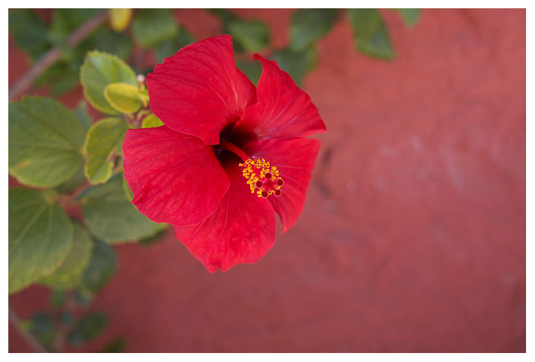 Hibiscus rosa-sinensis