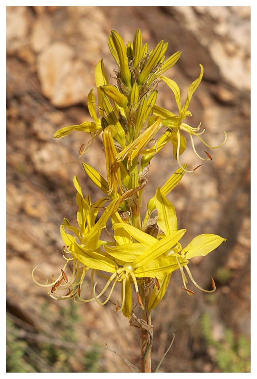 Asphodeline lutea