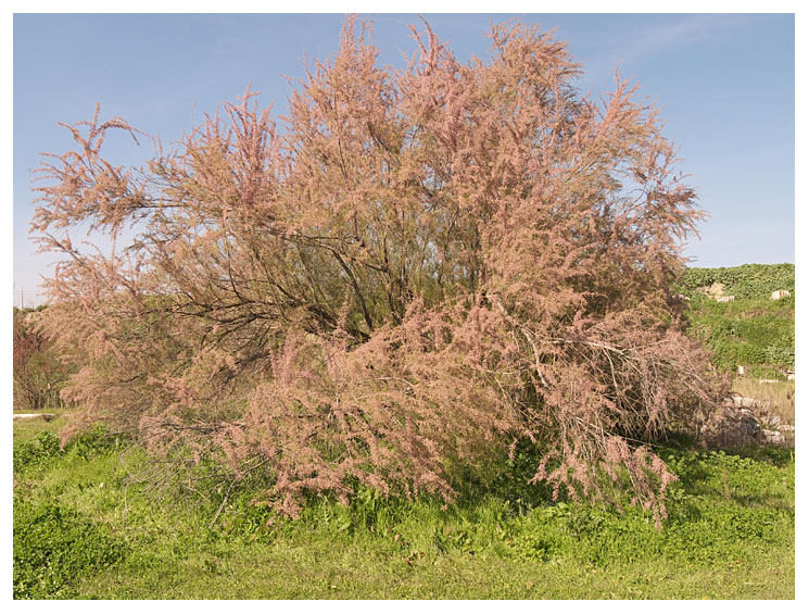 Tamarix tetragyna