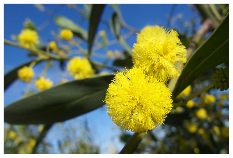 Acacia pycnantha