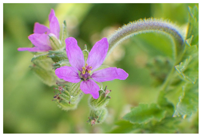 Erodium moschatum