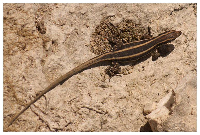 Podarcis peloponnesiaca