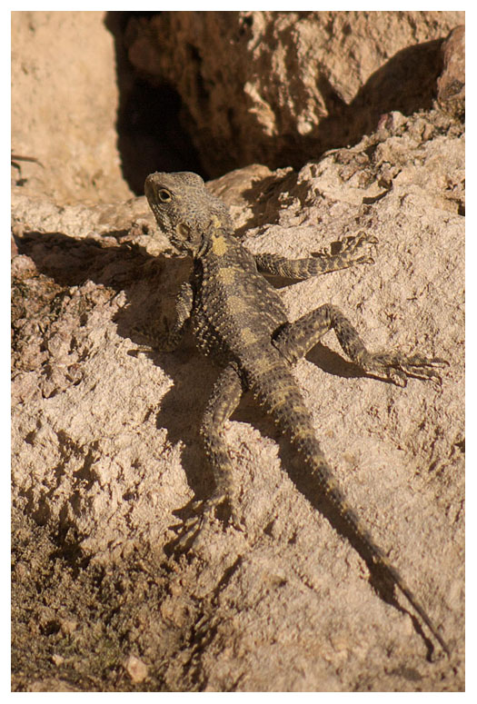Laudakia stellio