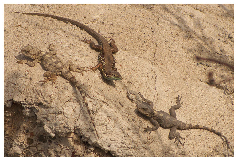 Podarcis muralis & Laudakia stellio
