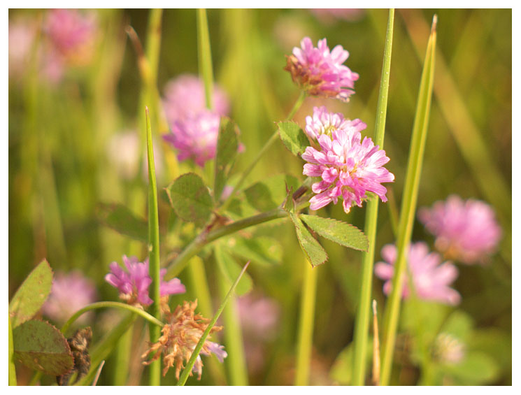 Trifolium nigrescens