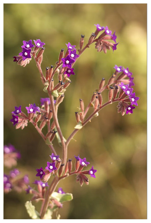 Anchusa officinalis