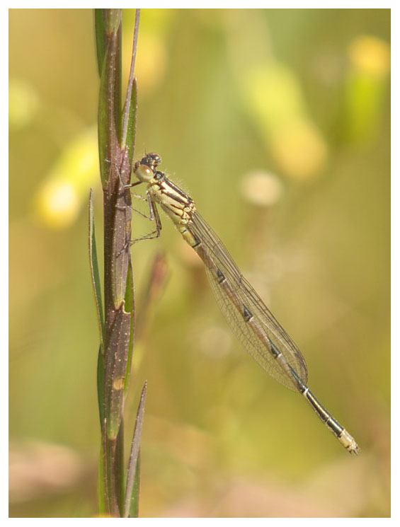Coenagrion puella