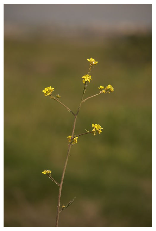 Sisymbrum