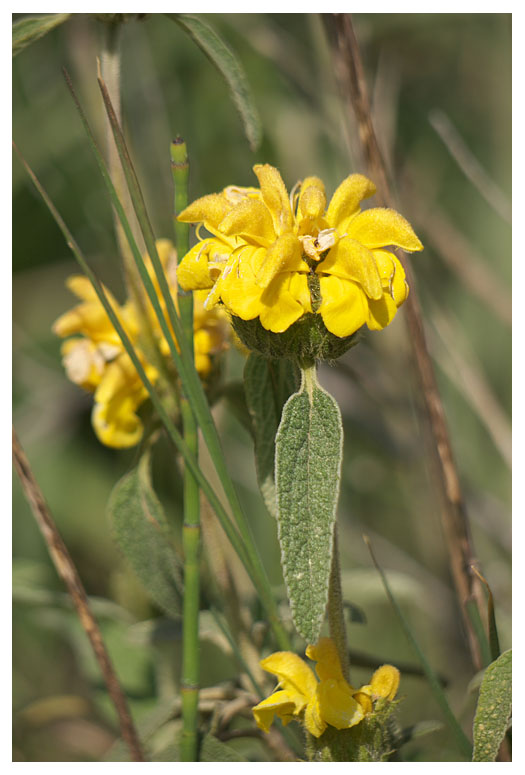Phlomis fruticosa