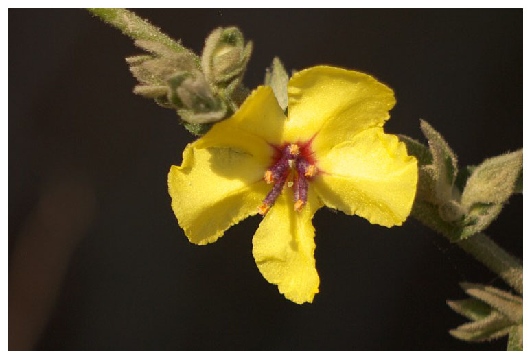 Verbascum nigrum