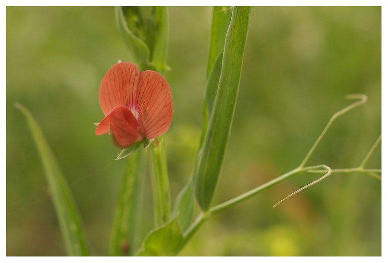 Lathyrus cicera