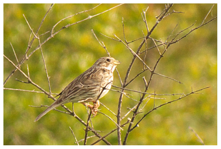 Corn Bunting