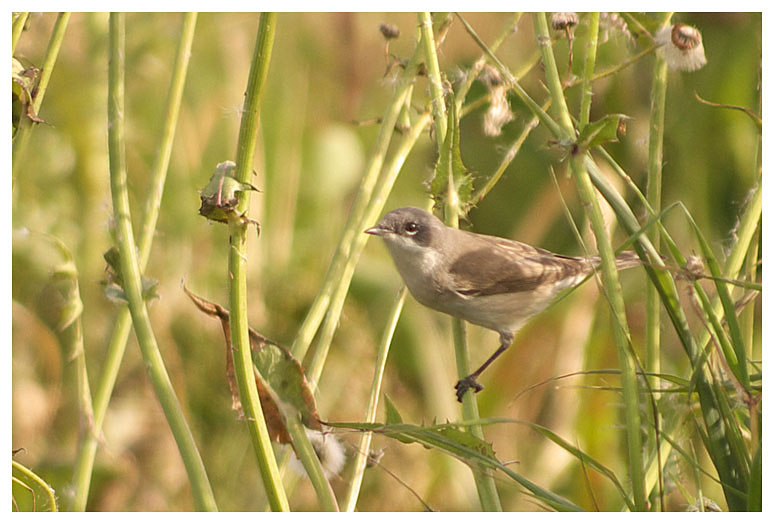 Orphean Warbler