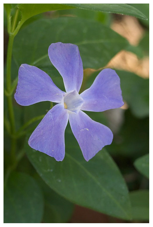 Vinca major