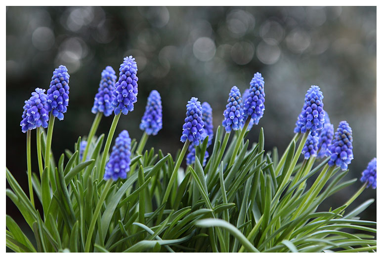 Muscari botryoides