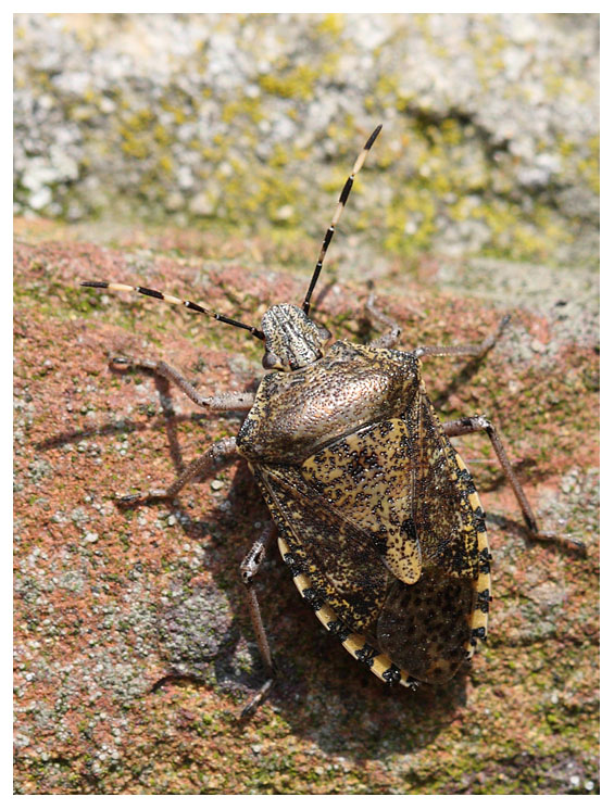 Rhaphigaster nebulosa
