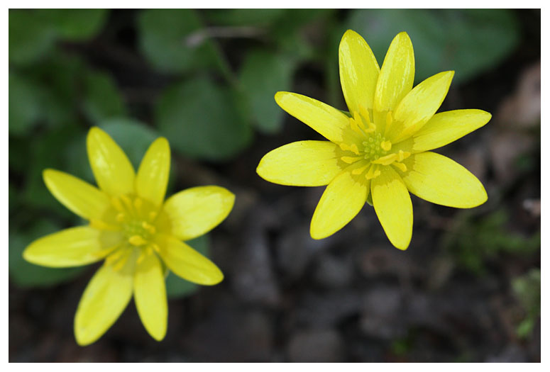 Ranunculus ficaria