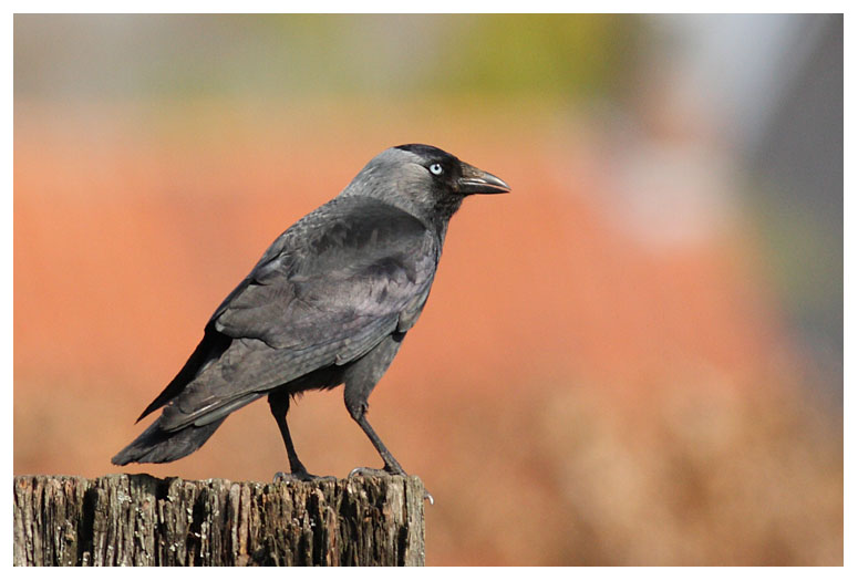 Eurasian Jackdaw