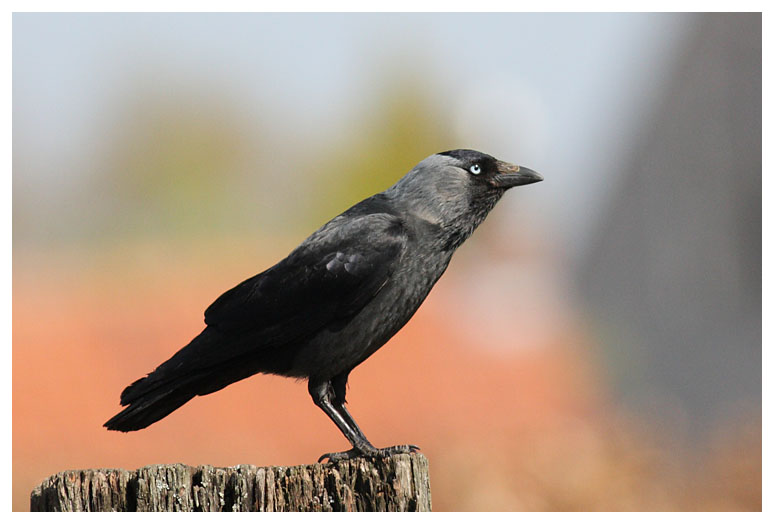 Jackdaw