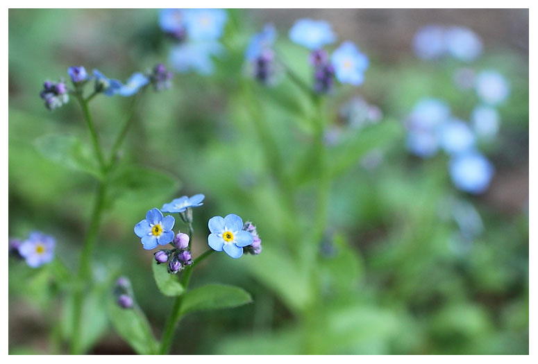 Myosotis sylvatica