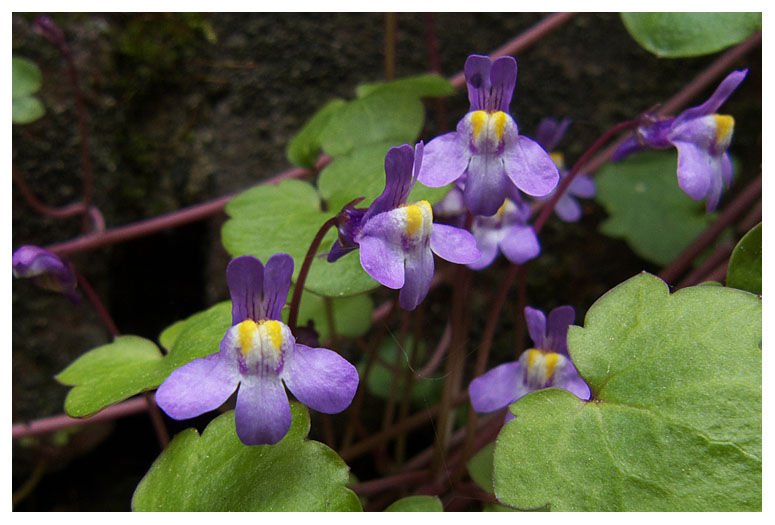 Cymbalaria muralis