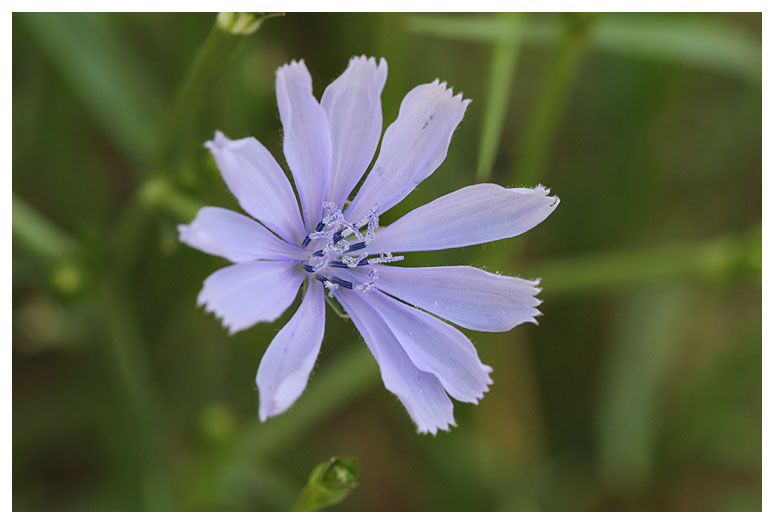 Cichorium intybus