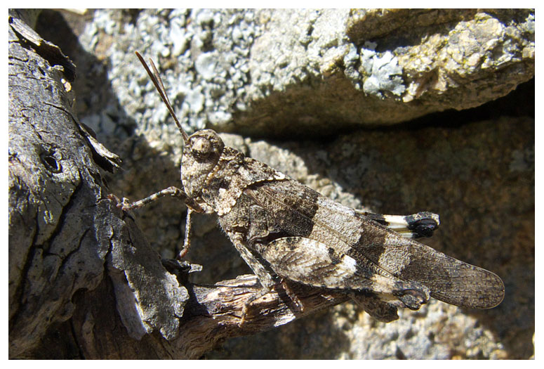 Sphingonotus caerulans