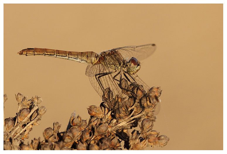 Sympetrum striolatum (f)