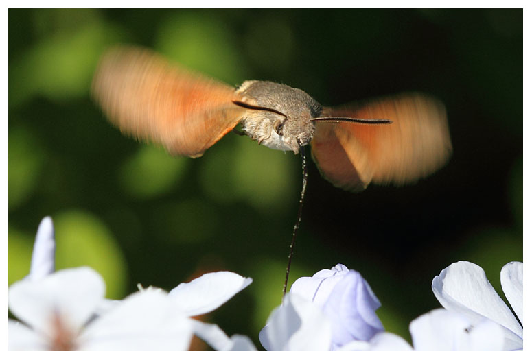 Macroglossum stellatarum