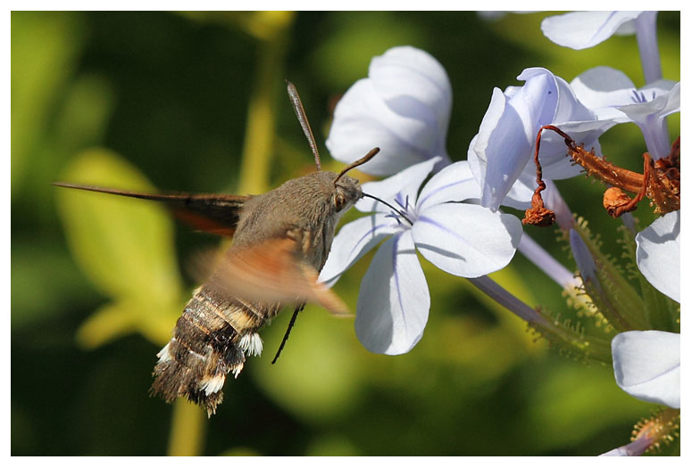 Macroglossum stellatarum