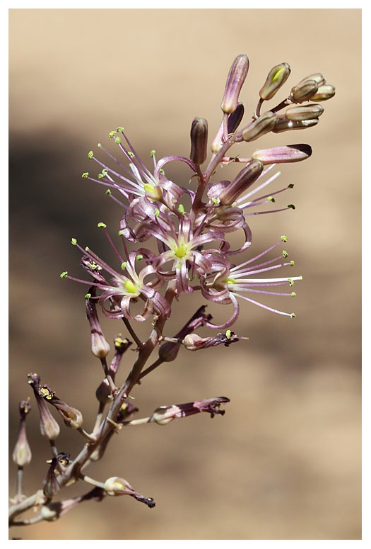 Urginea undulata