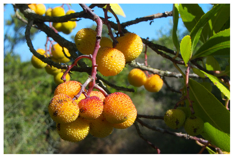 Arbutus unedo