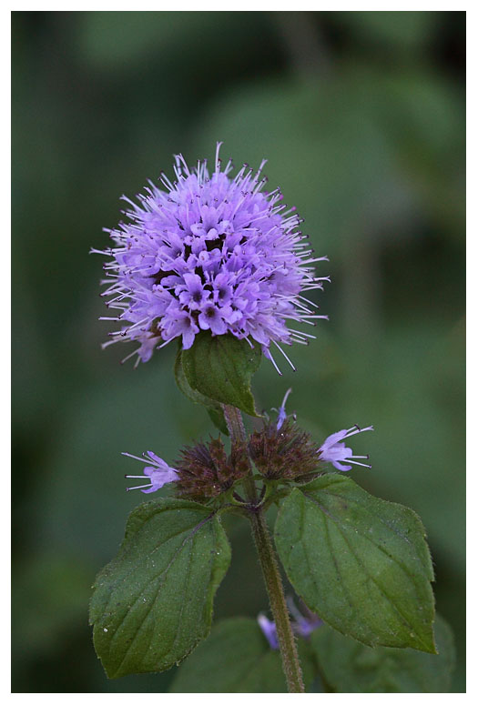 Mentha aquatica