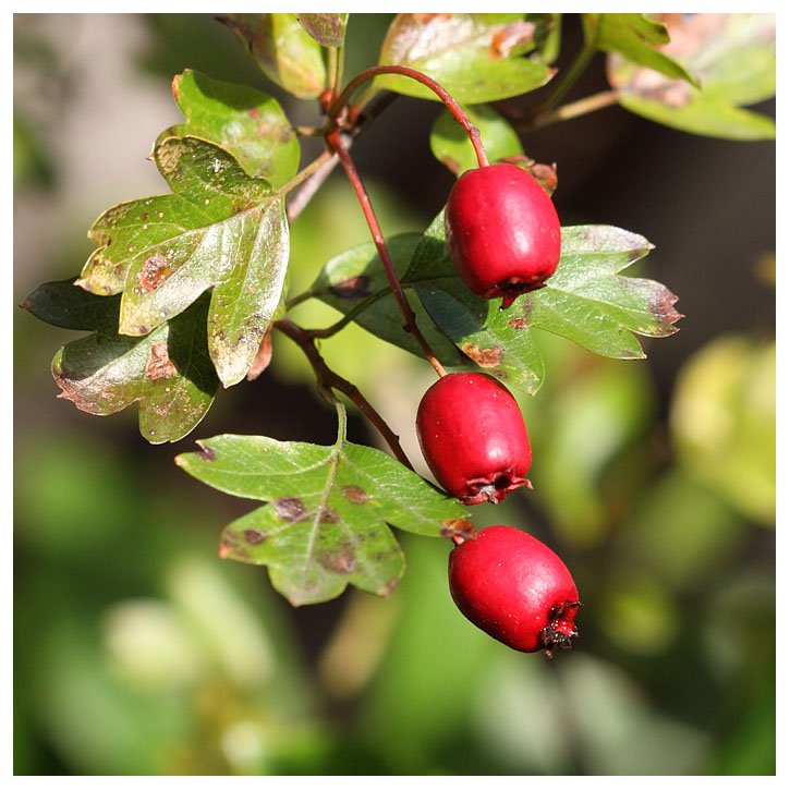 Crataegus monogyna