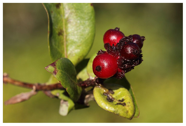 Lonicera