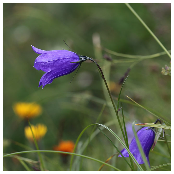 Campanula schneuchzeri