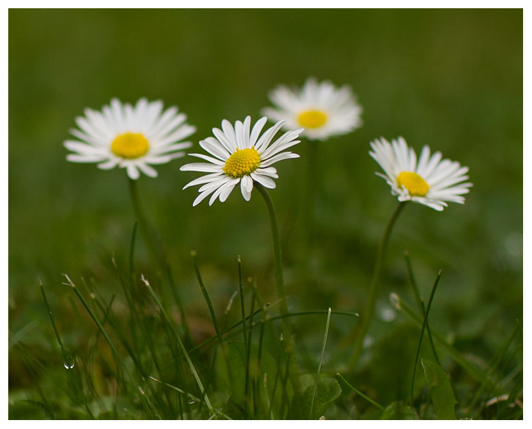 Bellis perennis