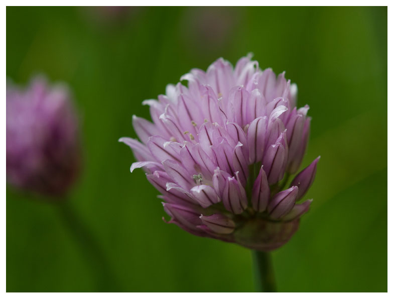 Allium schoenoprasum