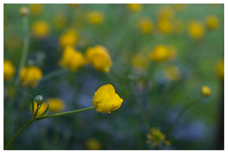Ranunculus acris 