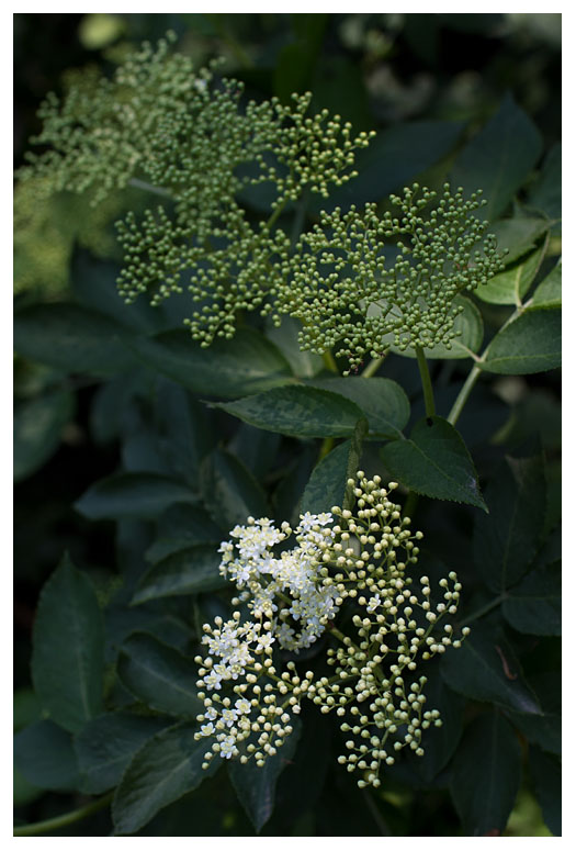 Sambucus nigra 