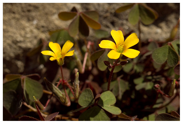 Oxalis corniculata