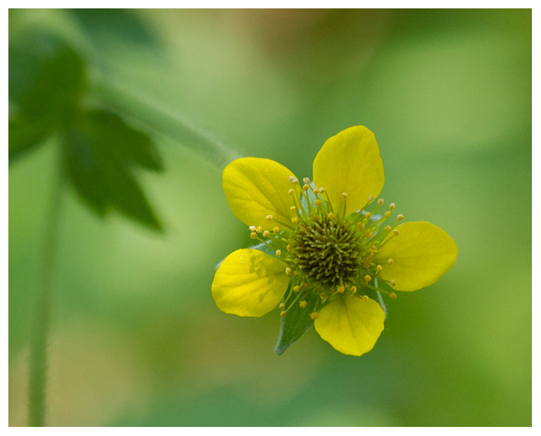 Geum urbanum