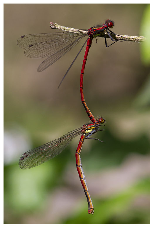 Pyrrhosoma nymphula