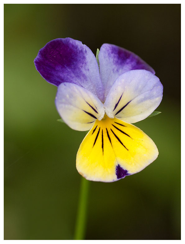 Viola tricolor