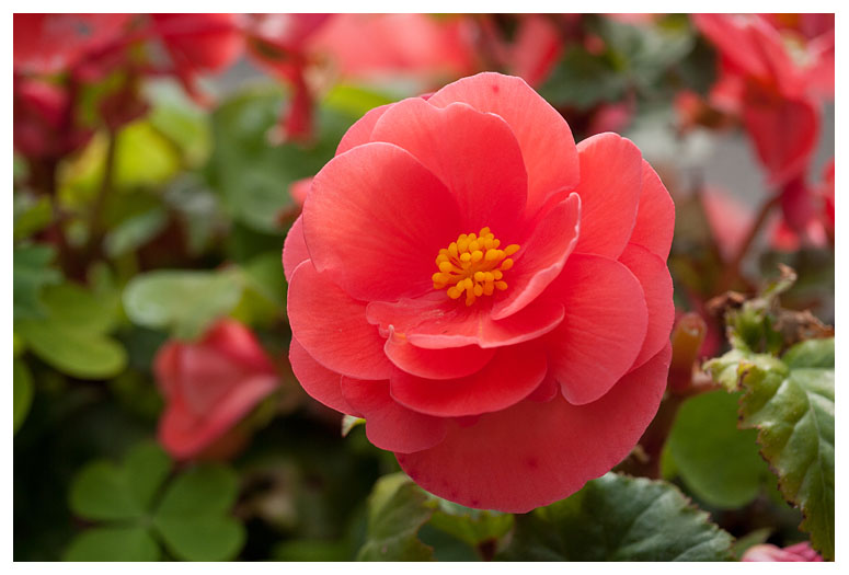 knolbegonia