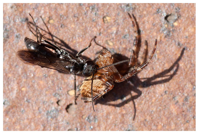 Pompilus cinereus