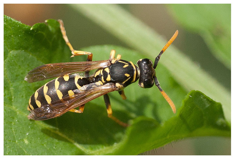 Polistes dominulus