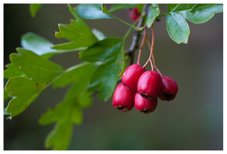 Crataegus monogyna