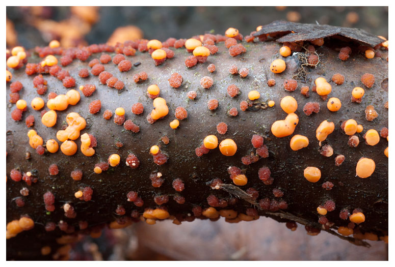 Nectria cinnabarina