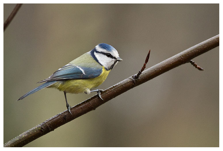 Blue Tit 